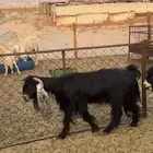 معزا للبيع دفيع فيهم صفات ووحده سديس