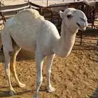 قعود حق للبيع على الزايدي الشيخ قصب ولا فحل اللي تبي