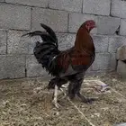 ديك براهما للبيع