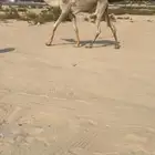 بكرة اصيل هجن توها مريحه