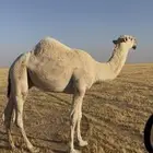 للبيع حق كفو