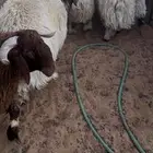 جذعان فاخرة اعمارها 8 اشهر