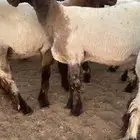 جذعه صنف نعيم انتاج النرجسيات