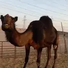 ناقة مجهم للبيع لقحه