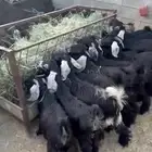 تيوس عارضيات احدرفيده