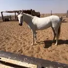 خيل اصيلة عربية