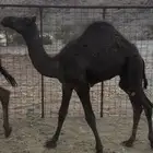 قعود شحم على حليب أمه تم البيع