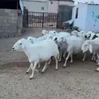 غنم