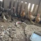 دجاج مفرخ صوص دجاج