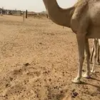 خلفه ثنو كفو
