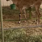 هجين ولد وعل