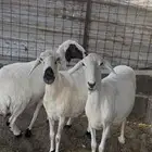 نعاج حريه مضاريع دفيع