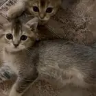 سكوتش ذكر اثنين للبيع