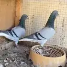 جوز عباسي