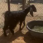 جفره ذبيحه مقفله