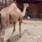 قعود بلدي سمين مغلق شحم مسحوب من امه شرط