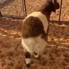 خروف نعيمي عمره 6 شهور طيب