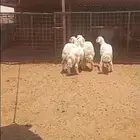 ذبايح حري طيبه