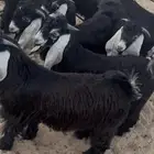 ذبايح تيوس عوارض برية