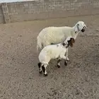 حريه والد