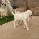 عنز شامية جرم فاخر تحتها اثنين