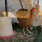دجاجه بفروخها
