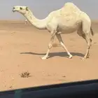 بكره كفو