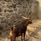 اختم اعجابك بذكر الله اعرض لكم تيس فحل حار مشروط سنة سديس