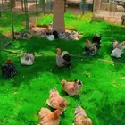 دجاج كوشن زينه