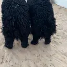 جذعان عرب