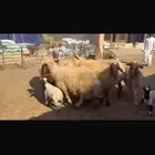 مطافيل 8 تحتها 8