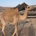 قعود للبيع