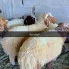 ذبايح للبيع خدمه صلخ وتوصيل