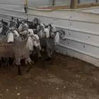 جفار قبرصيه وهجين قبرصي