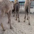 حشو للبيع