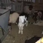 للبيع هرافي