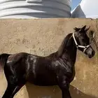 مهره واهو