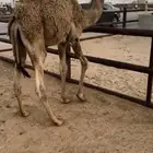 قعود مفرود تحت أمه