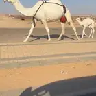 خلفه وضحاء فوق البداوه