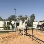 حصان واهو شيخ