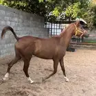 فرس ومهرتها شعبية