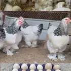 صيصان وبيض براهما كولمبي فاخخخر
