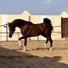 فحل مربط بسعر سوق