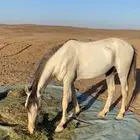 حصان شعبي