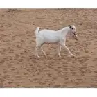 للبيع