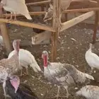 للبيع دجاج رومي وديكه