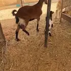 للبيع عنز جنوبيه تحتها تيس