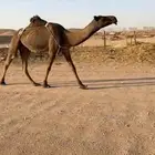 عشرا صفرا