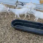 تيوس مرابي تبوك