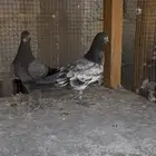 طبات حمام باكستاني